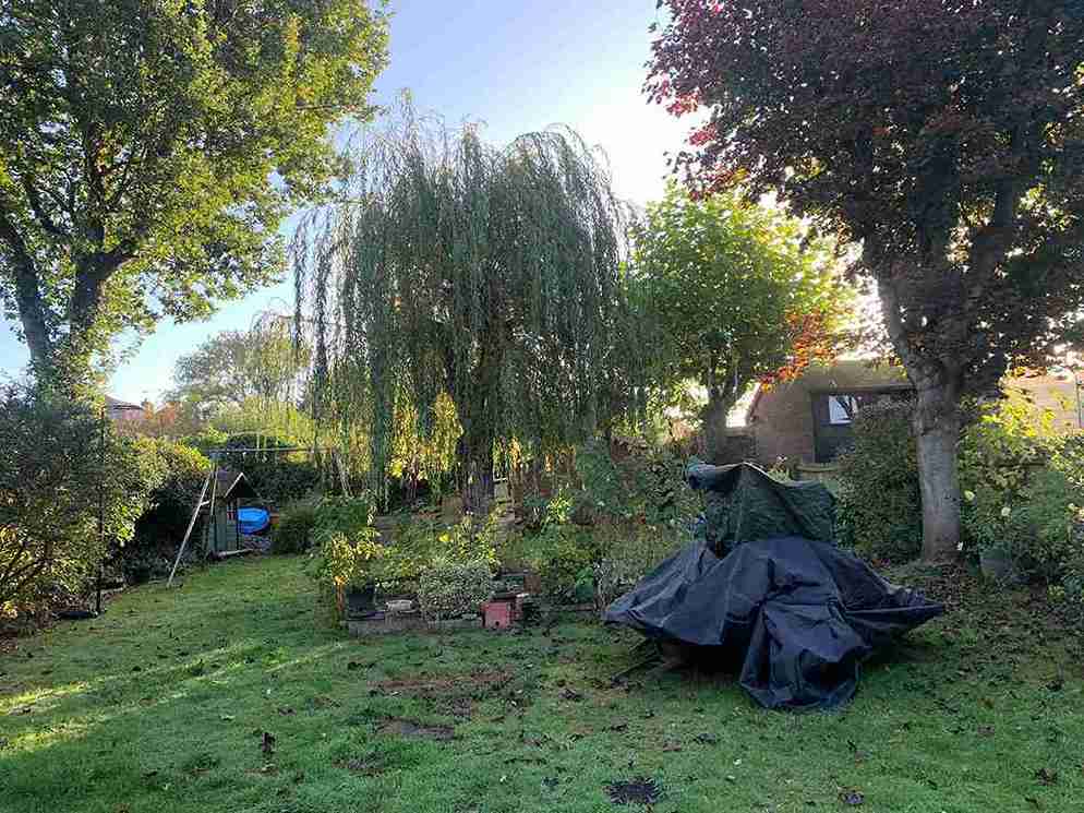 Tree Trimming Before