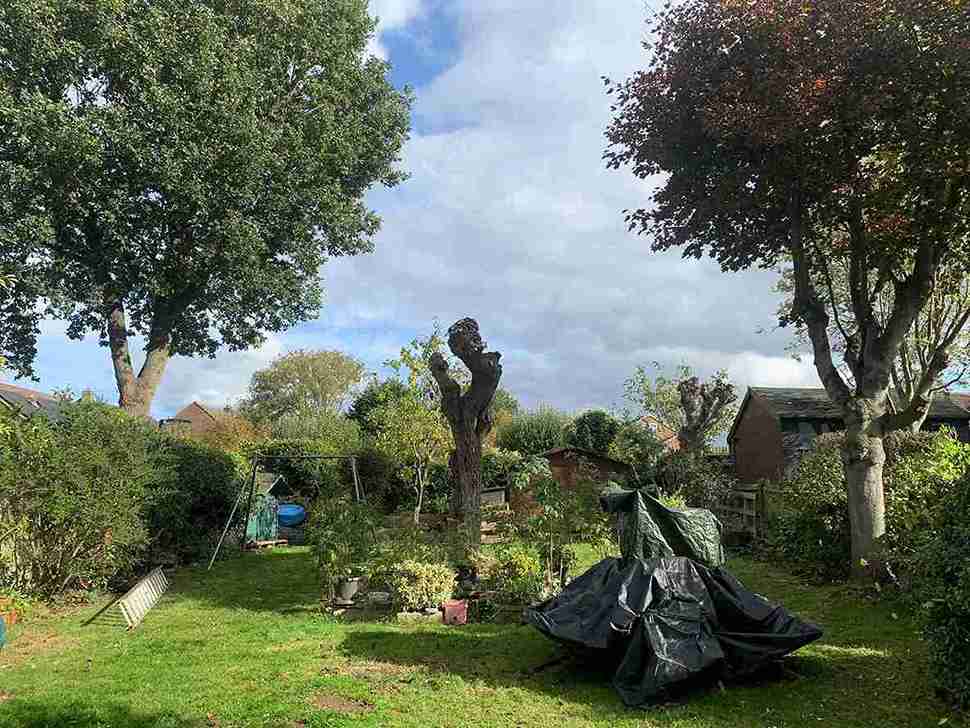 Tree Trimming After