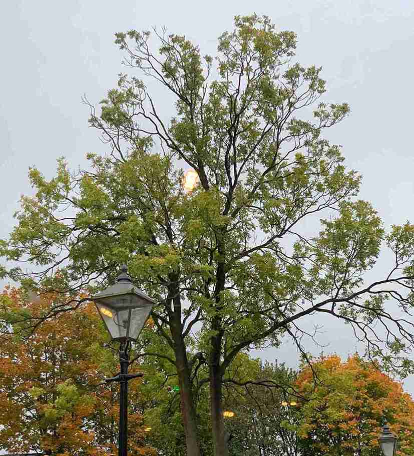 tree