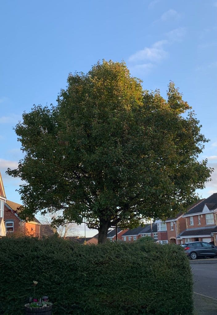 Tree Shaping Before