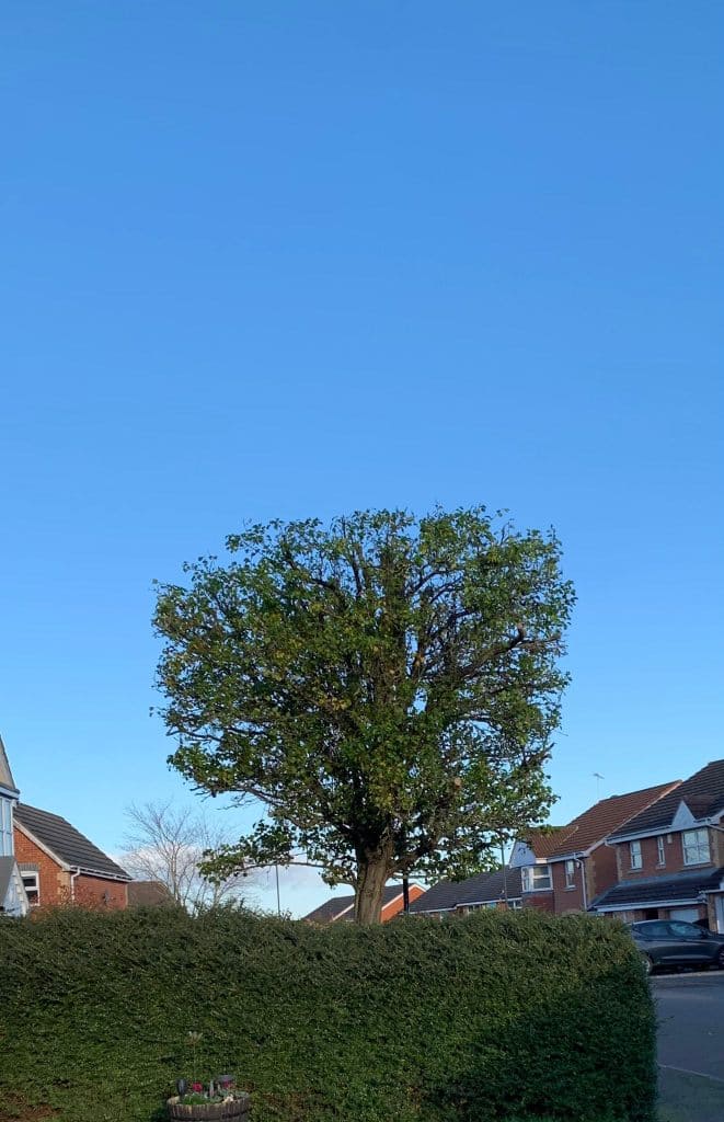Tree Shaping After