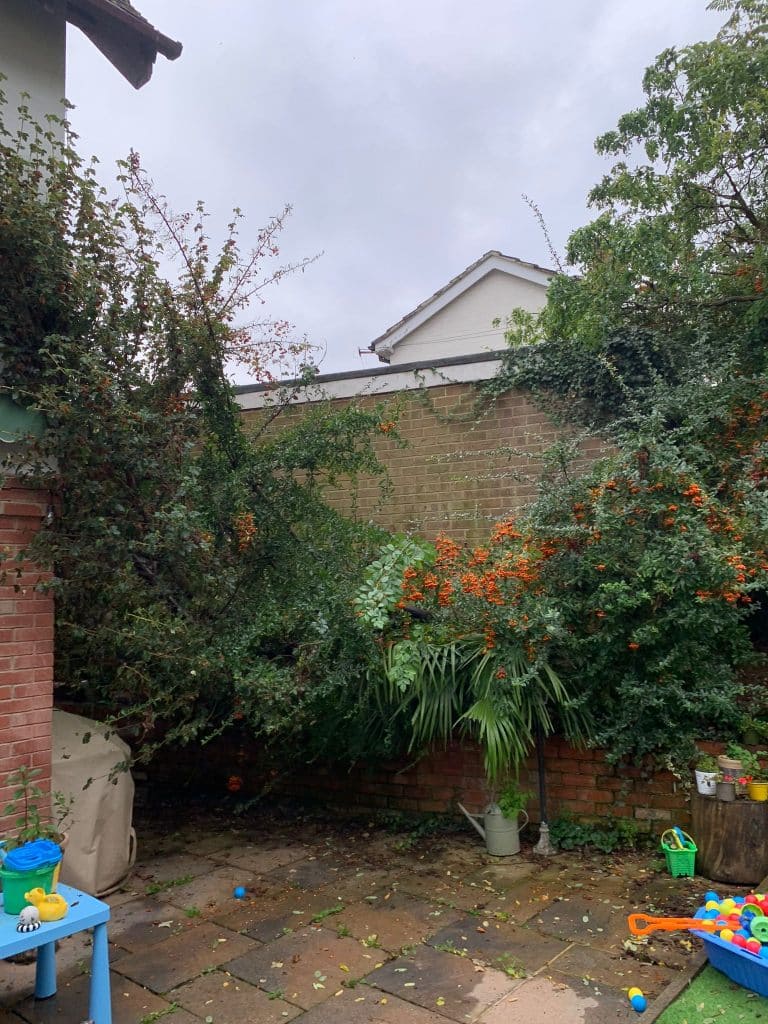 Storm Damage tree Before